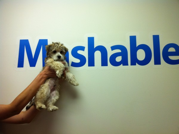 Mashable Logo With Dog